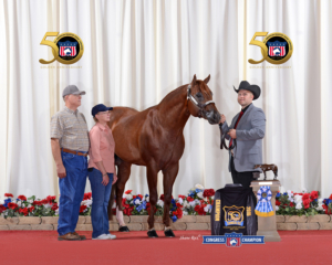 CasaCielos-Mr-Sherlock-Holmes-congress-champion